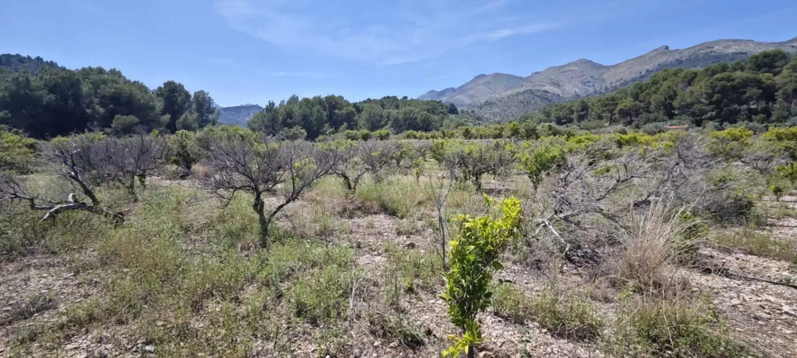 Residential land for sale in Tormos, imagen 30