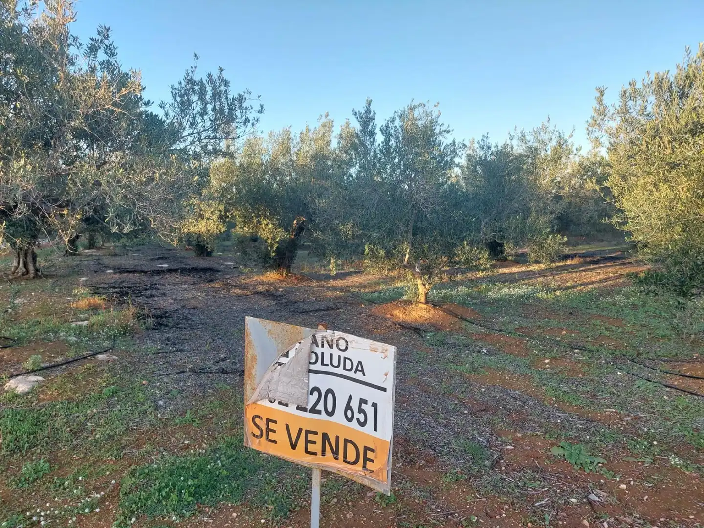 Rustikales Grundstück zum Verkauf in Anna, imagen 2