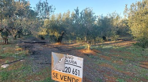 TERRENO DE OLIVOS  EN  PRODUCCION, A UN PASO DE LA LOCALIDAD., immagine 2