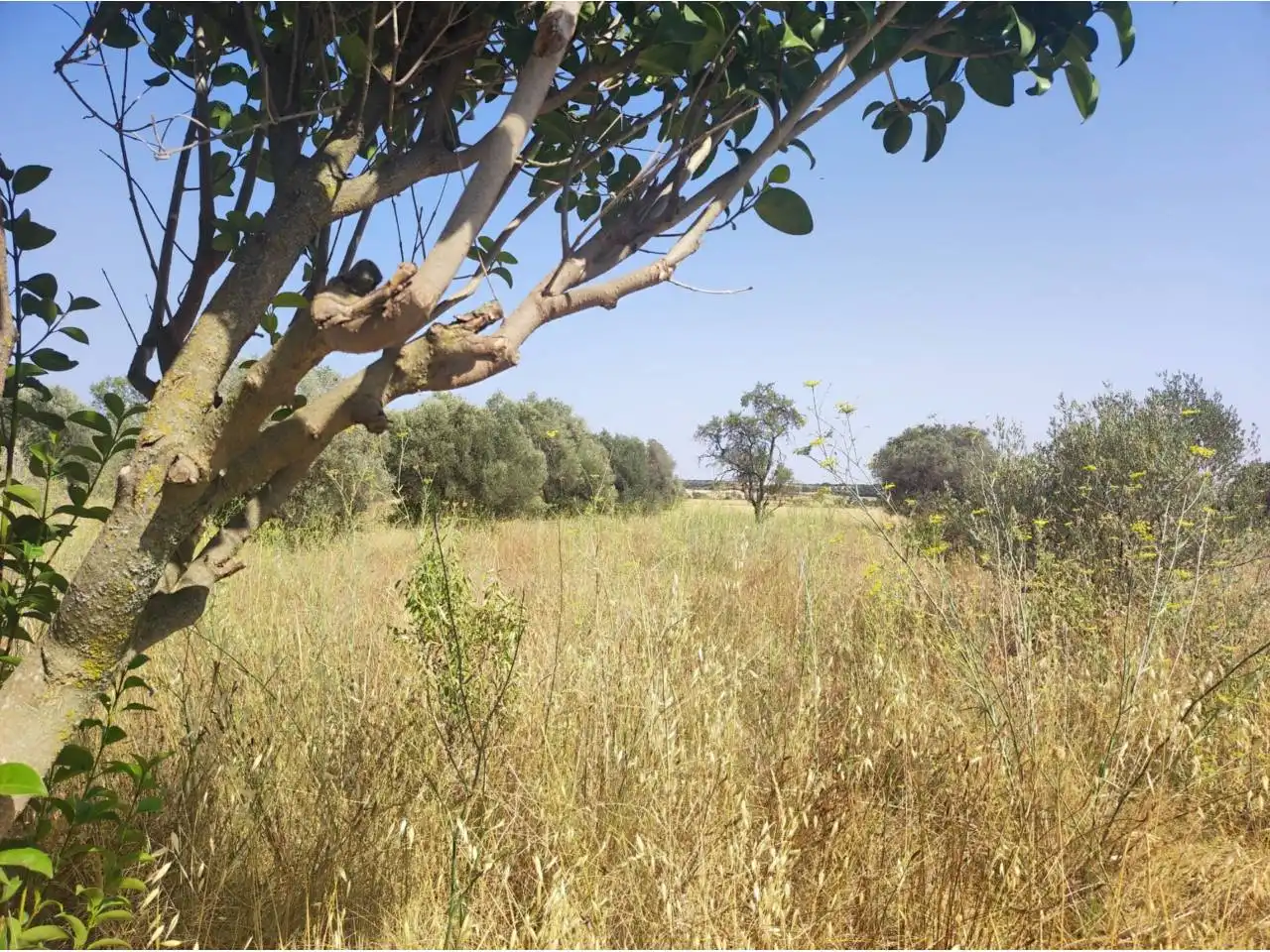 Terreno industrial en venta en Fonz