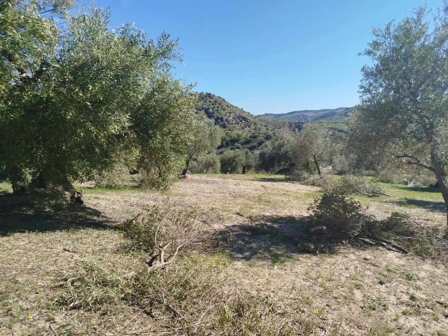 Terreno en venta en Olvera