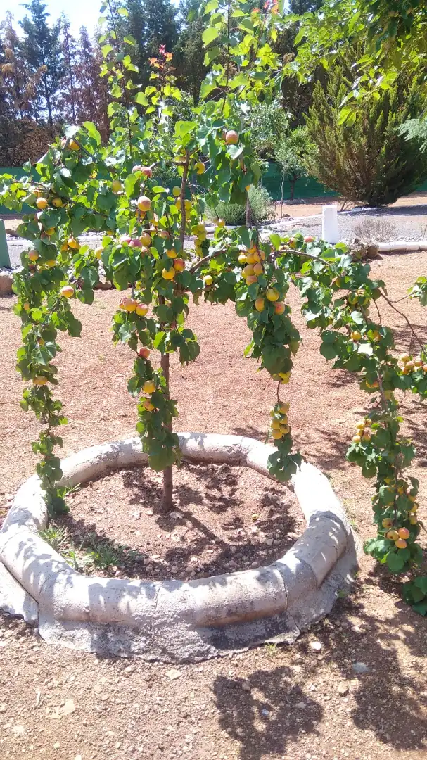 Jardí de Casa o xalet en venda en Ciudad Real amb Calefacció, Jardí privat i Traster