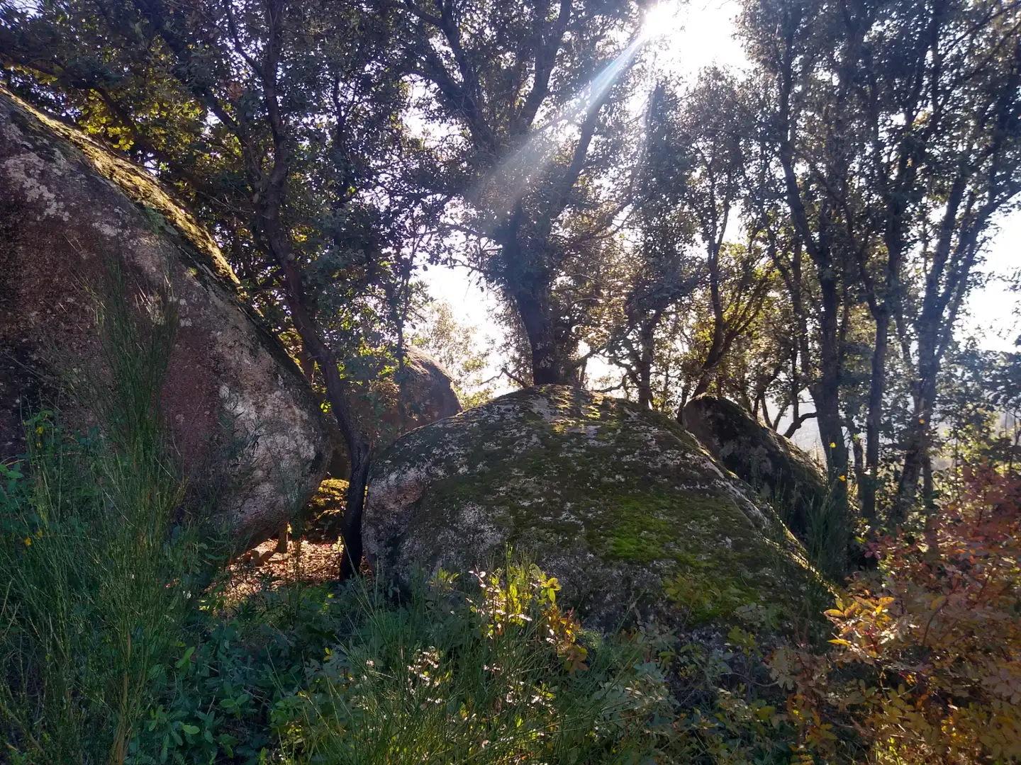 Rural land for sale in Cadalso de los Vidrios, imagen 19