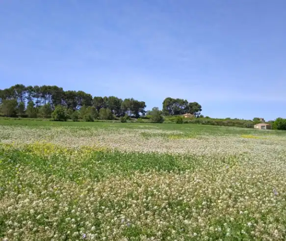 Terreno rustico in vendita a Agullent