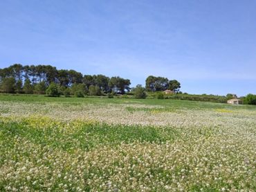 Terreno rustico in vendita a Agullent
