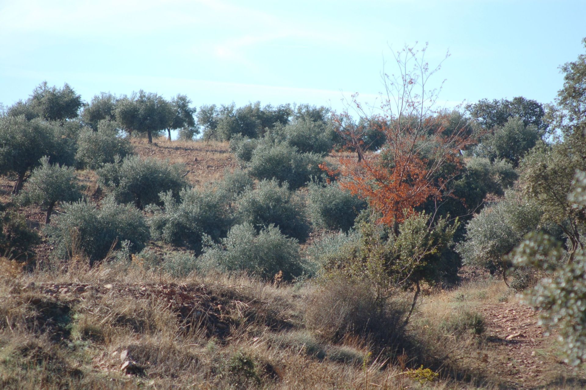 Country house for sale in Belvís de la Jara