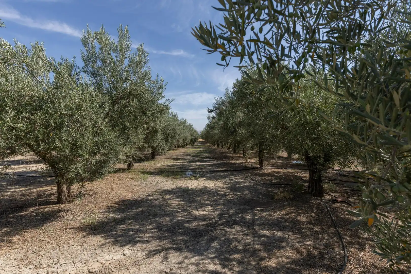 Lands and plots for sale in DISEMINADOS 0, imagen 17