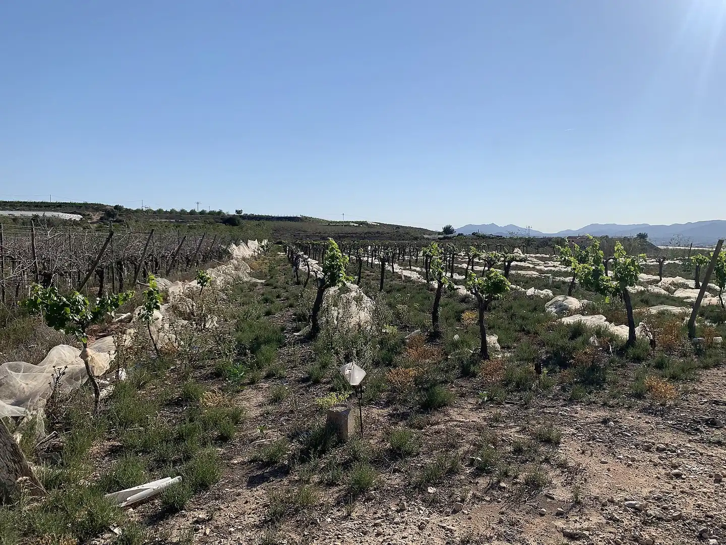 Terreno rústico en venta en Monforte del Cid, imagen 10