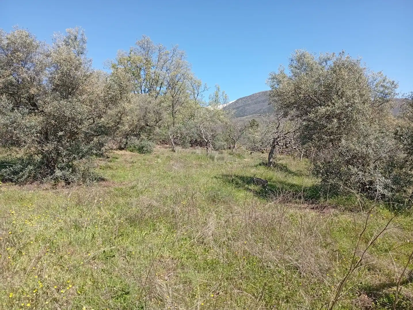 Terreni e lotti in vendita a Valverde de la Vera, imagen 35