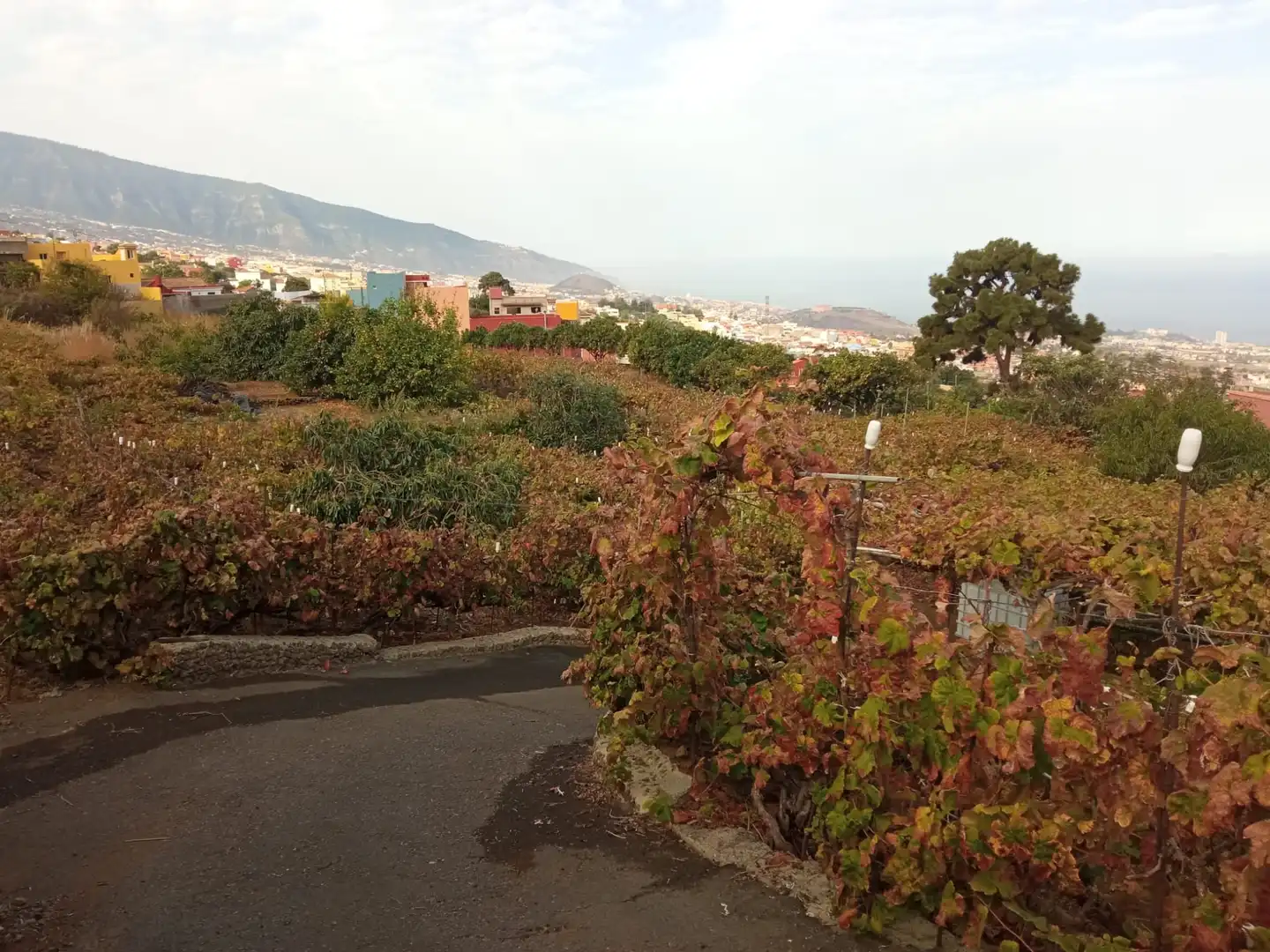 Terreno rustico in vendita a Las Cuevas - Los Gómez, imagen 26