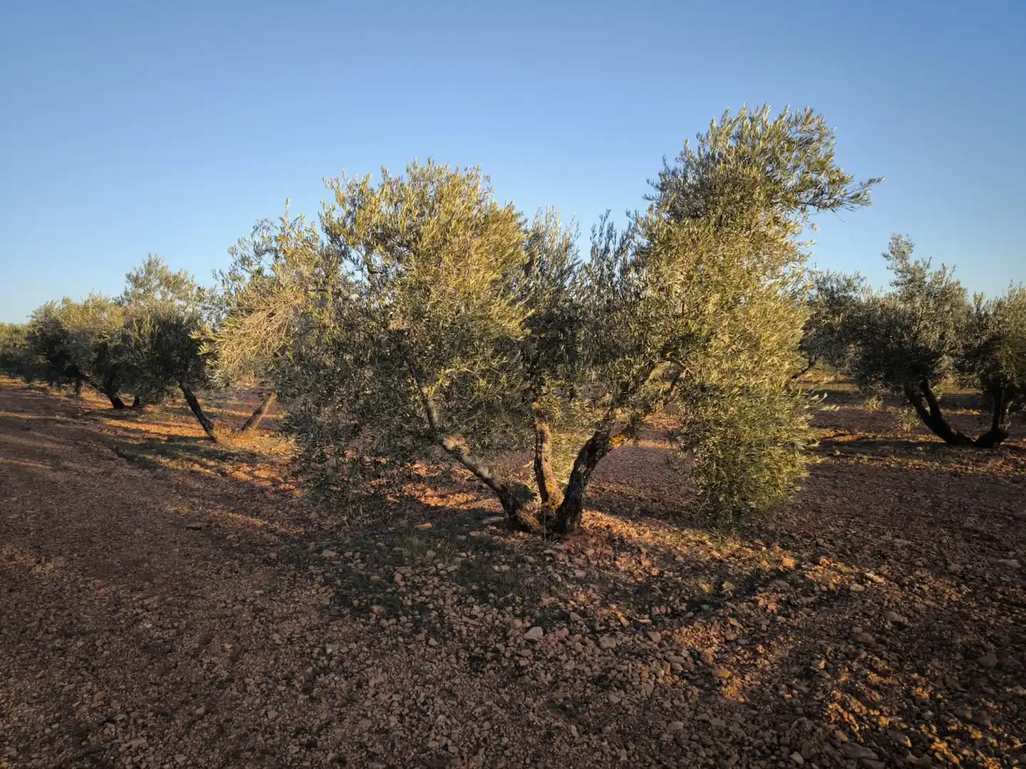 Jardín de Casa o chalet en venta en Valdepeñas