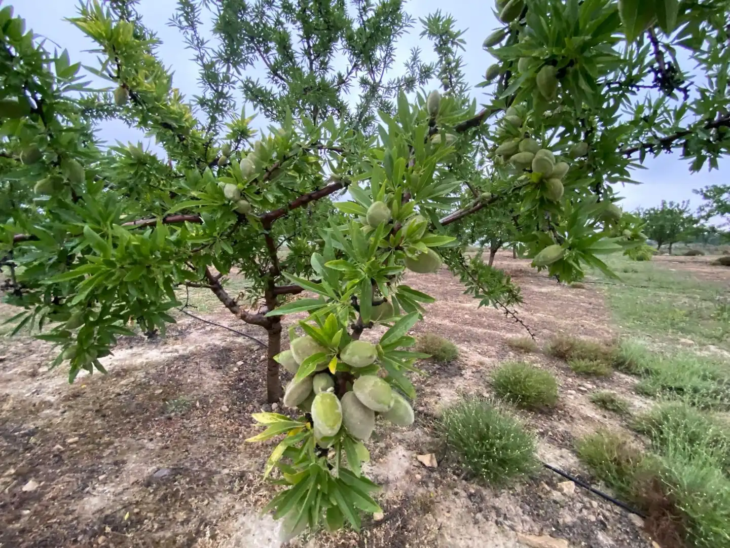 Terreni e lotti in vendita a Guadahortuna, imagen 5