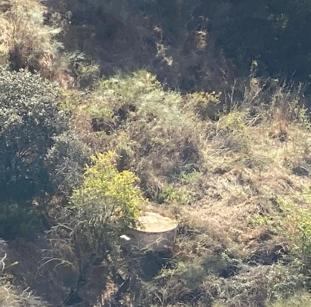 Rural land for sale in Cártama pueblo, imagen 8