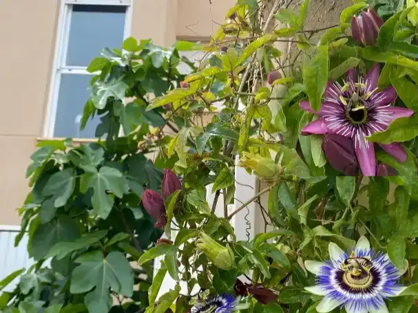Garden of Flat for sale in Pueblo Español - Coveta Fumá