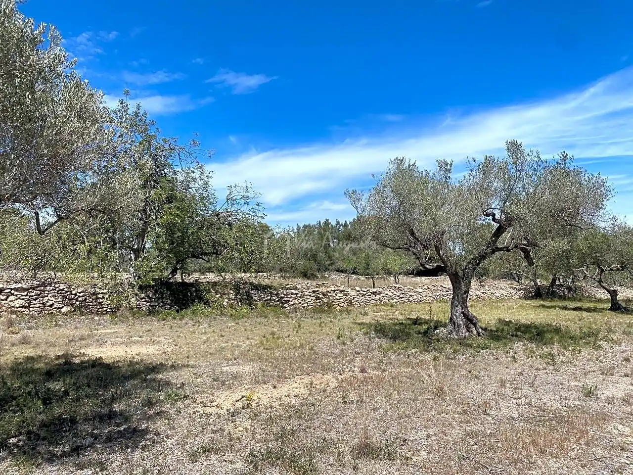 Terreno rustico in vendita a Mas de Baralluga, imagen 11