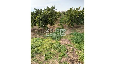 Finca Rustica  Venta Algemesí, imatge 3