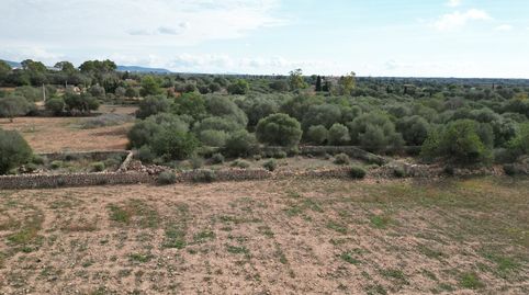 Parcela rural con permiso de construcción y planos de obra en Llucmajor, al sur de Mallorca, immagine 3