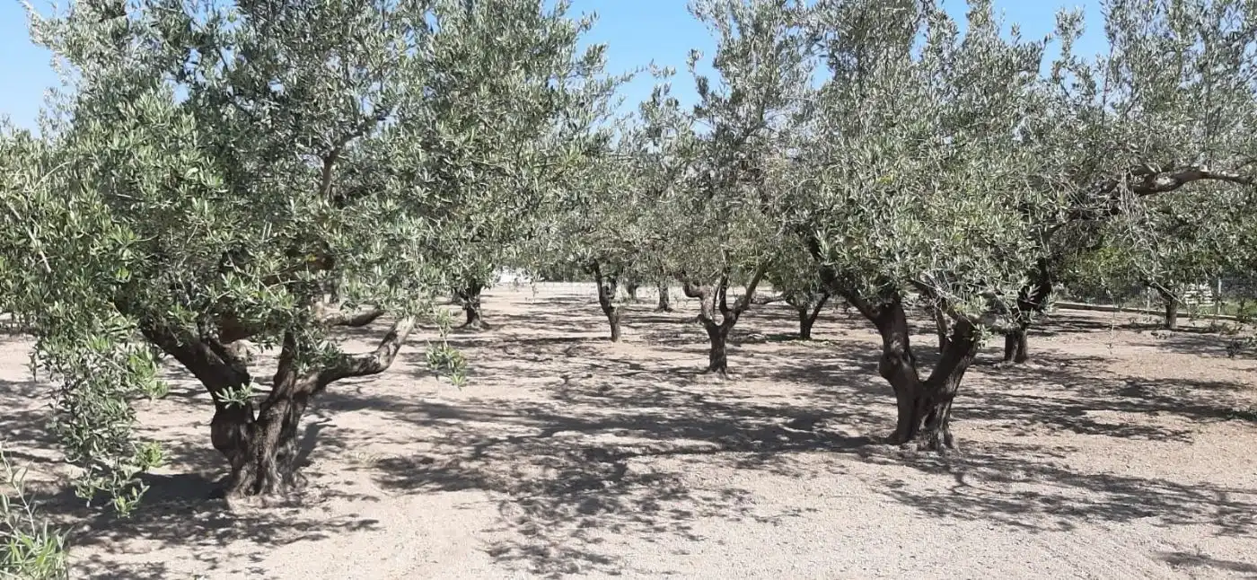 Terrain rustique à vendre à Carrer de l'Alcalde Paco Montes 43, imagen 6
