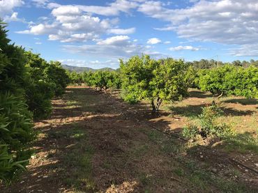 Terreno rustico in vendita a Segorbe
