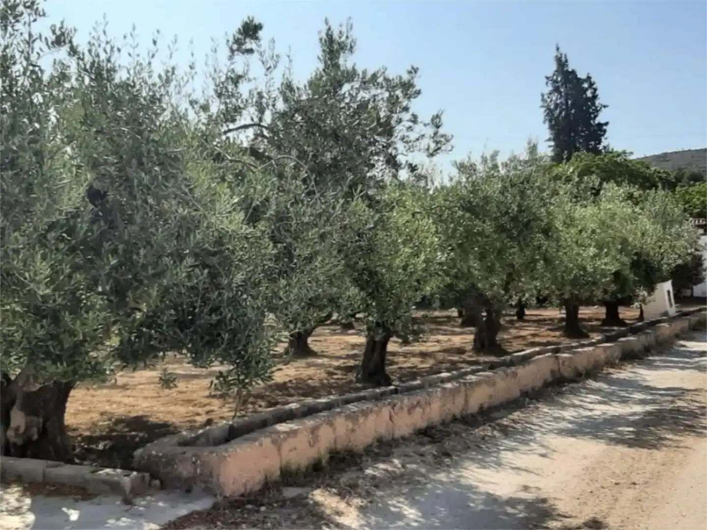 Finca rústica en venta en Ontinyent