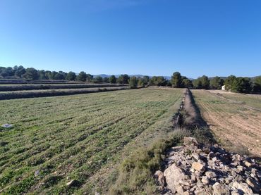 Terreny rústic en venda a Monóvar  / Monòver