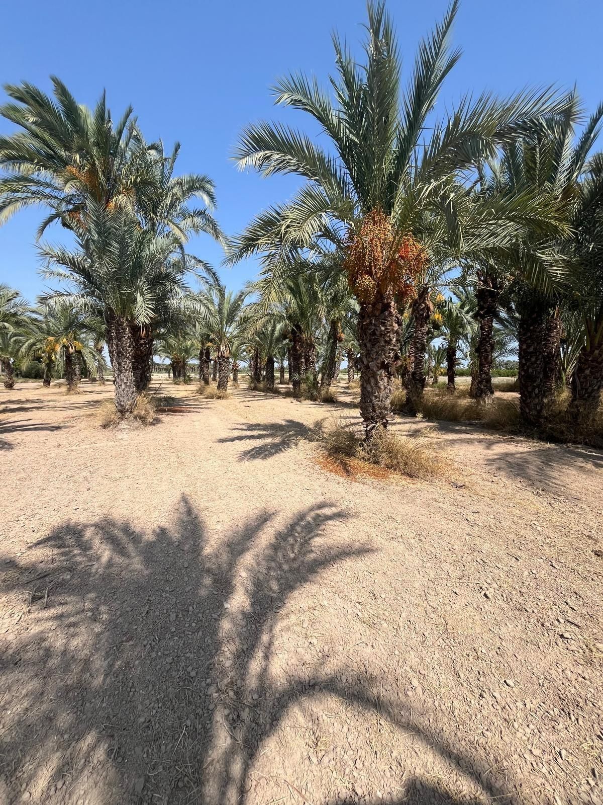 Land for sale in Elche / Elx