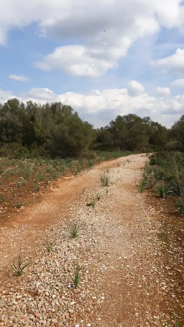 Wohnbaugrundstück zum Verkauf in Cala Pi - Vallgornera, imagen 4