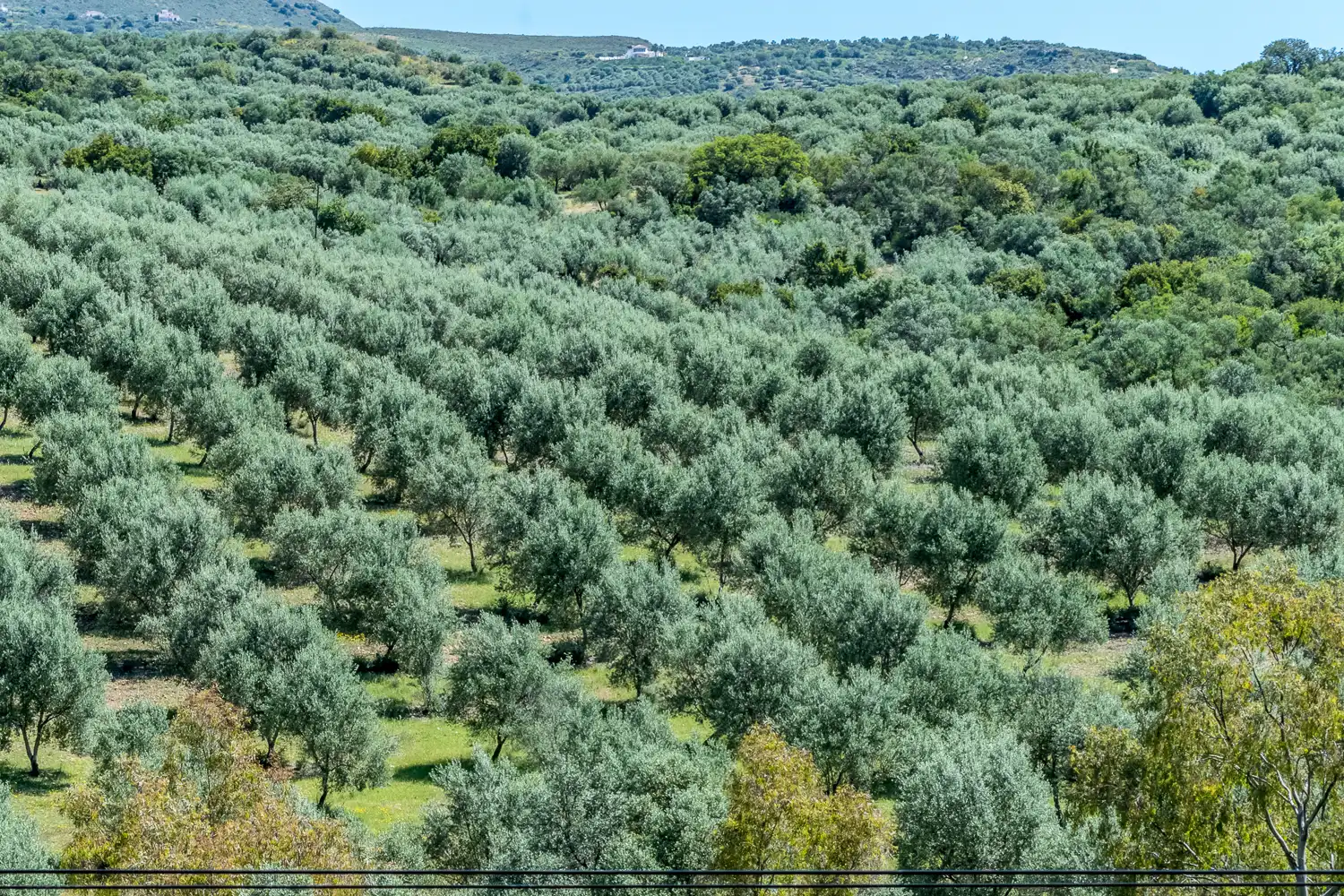 Rustikales Grundstück zum Verkauf in PT Cortijo alto, imagen 10