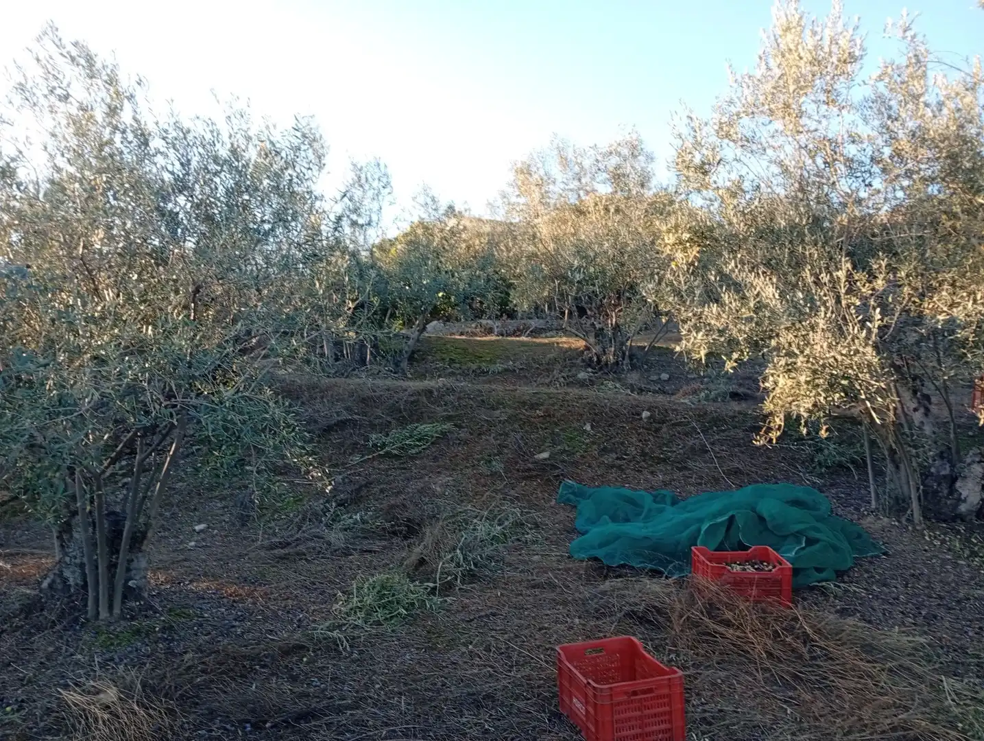 Terreni e lotti in vendita a Villanueva de la Vera, imagen 36