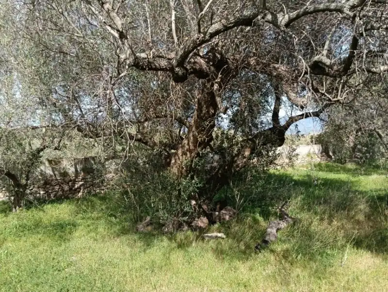 Casa o xalet en venda en Aldover amb Terrassa, Piscina i Moblat