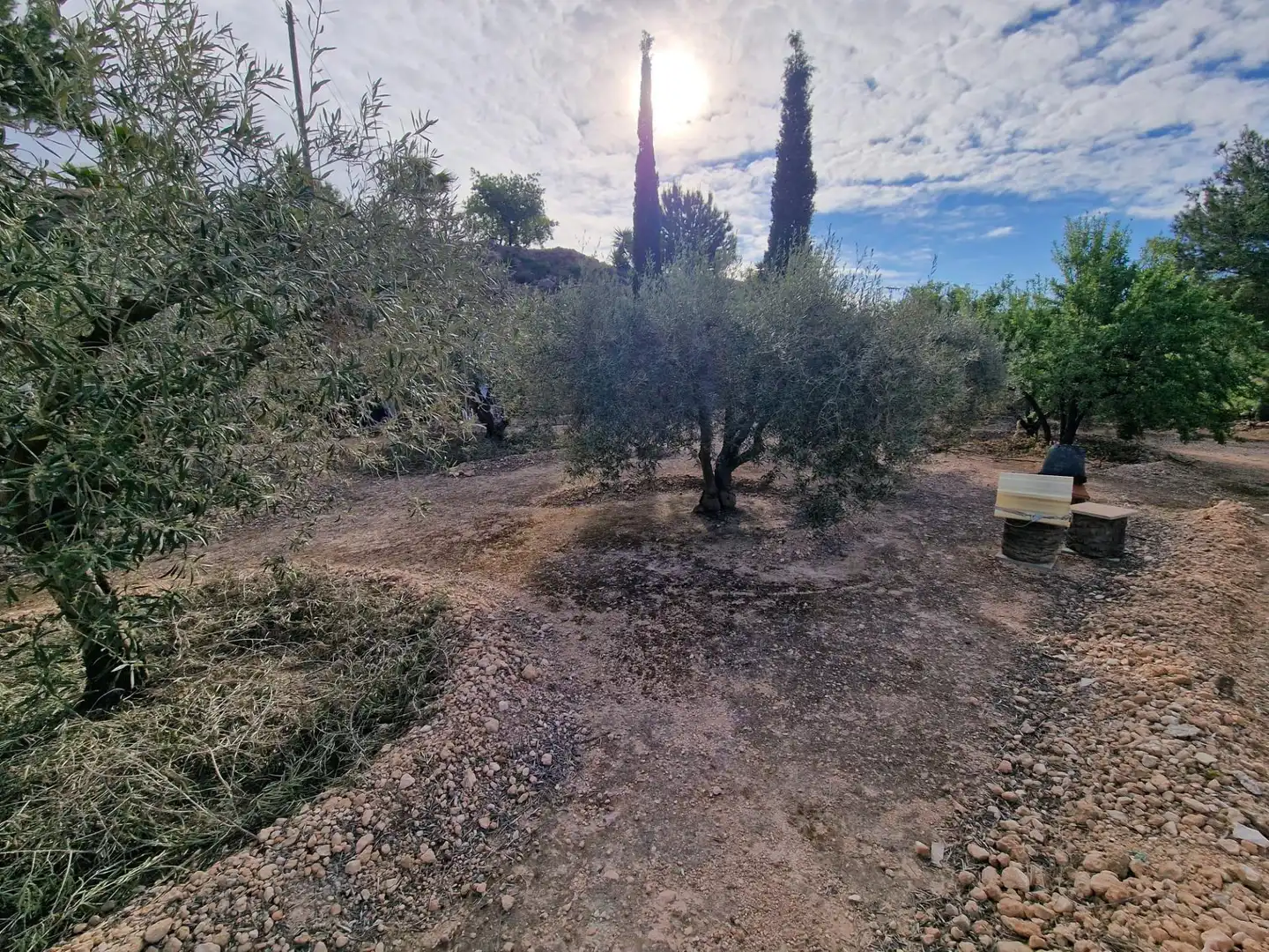 Finca rústica en venda en Hondón de las Nieves / El Fondó de les Neus