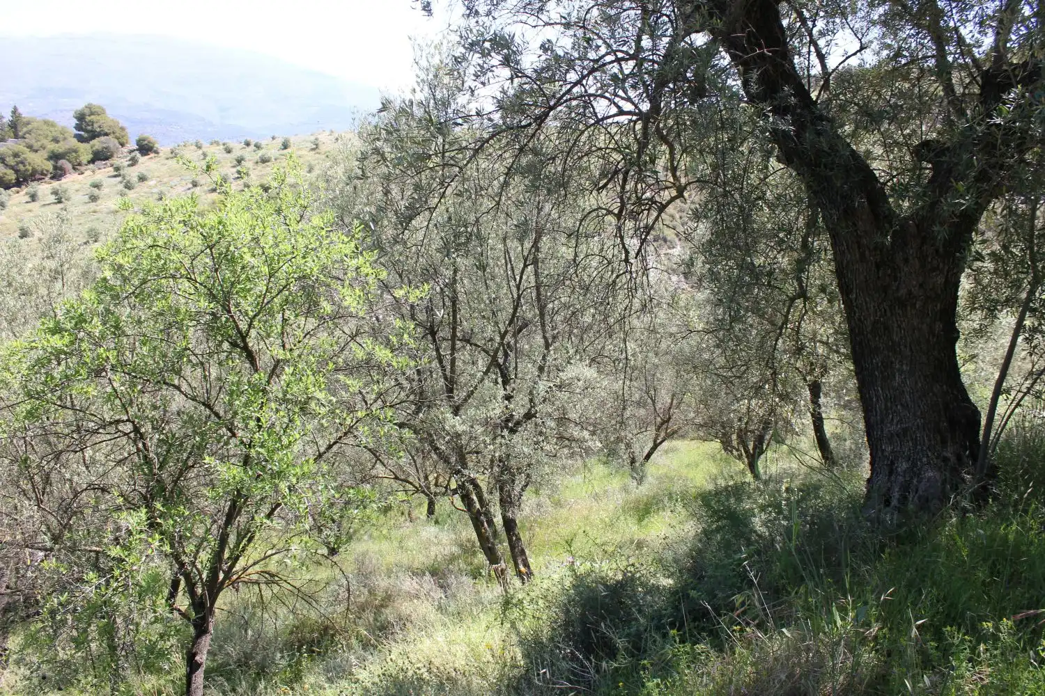 Terreni e lotti in vendita a andalucia, imagen 17