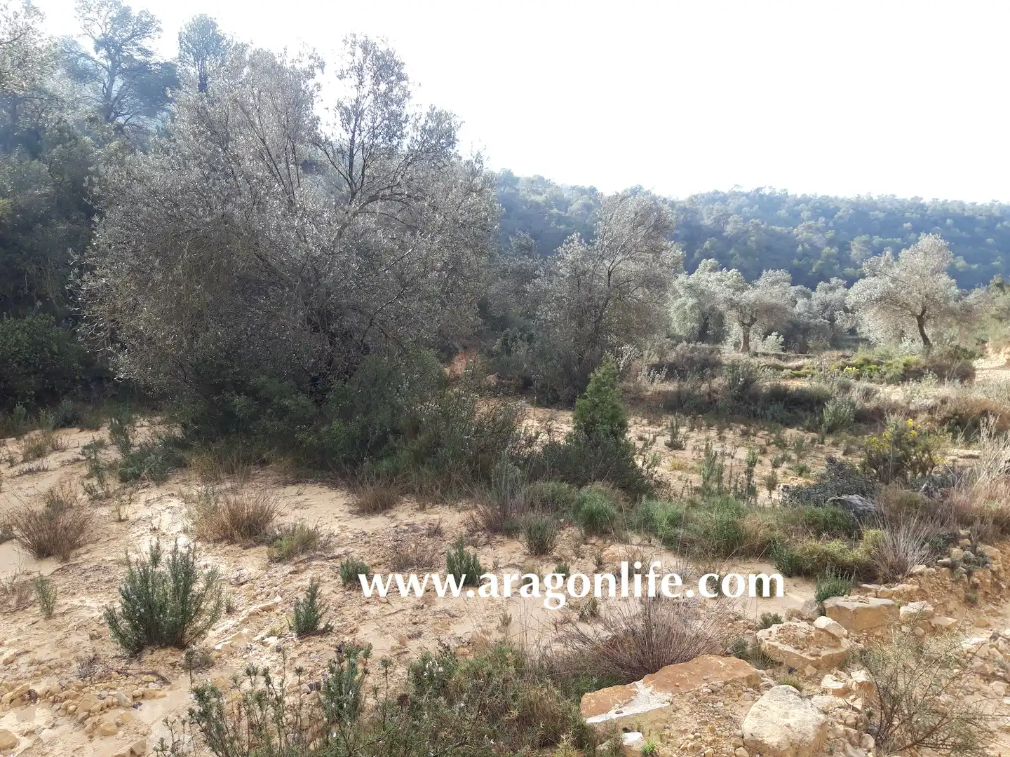 Finca rústica en venta en Batea
