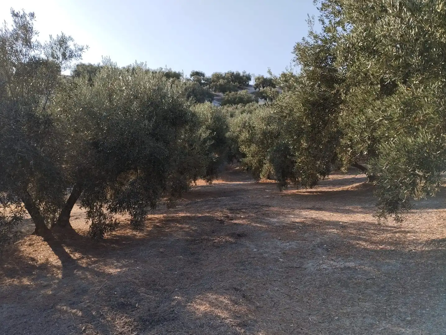 Terreno rustico in vendita a Avenida Fuente del Río, imagen 7