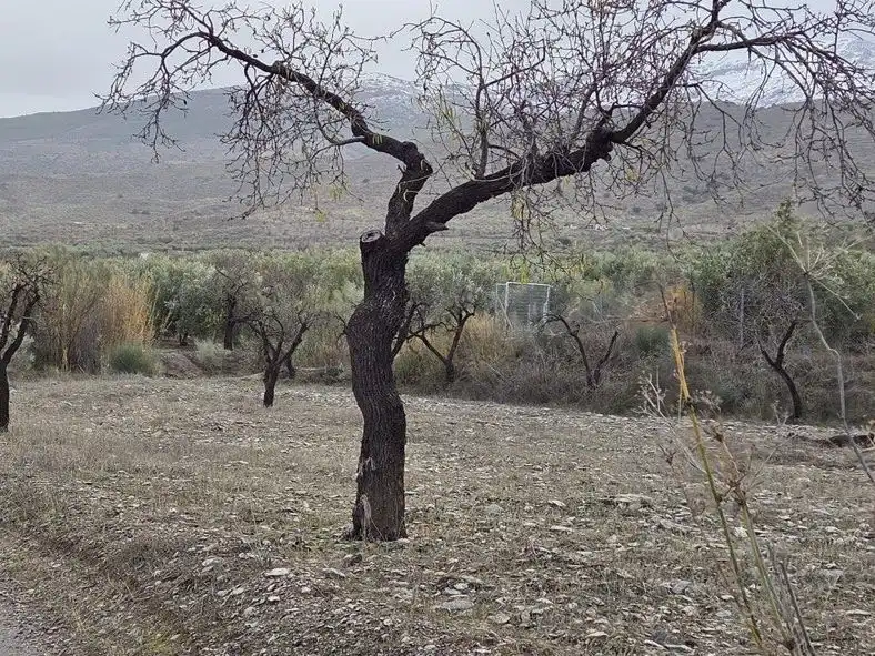 Garten von Grundstücke zum Verkauf in Abrucena