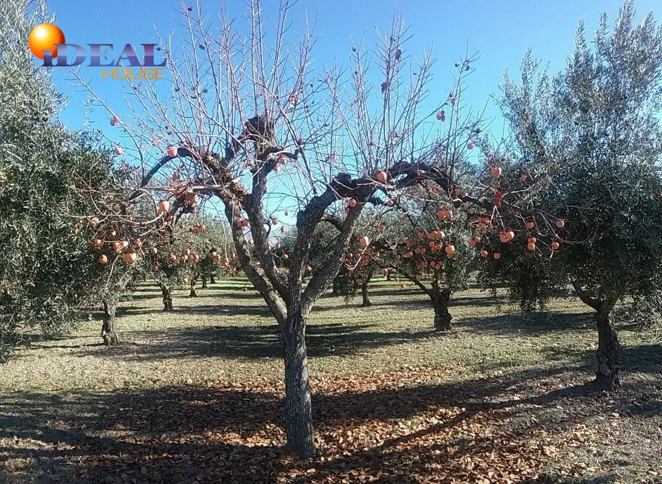 Finca rústica en venta en La Zubia Ciudad