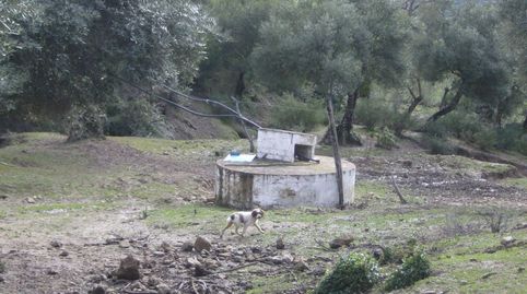 VENTA FINCA RÚSTICA CRTRA. EL BOSQUE  UBRIQUE, immagine 2
