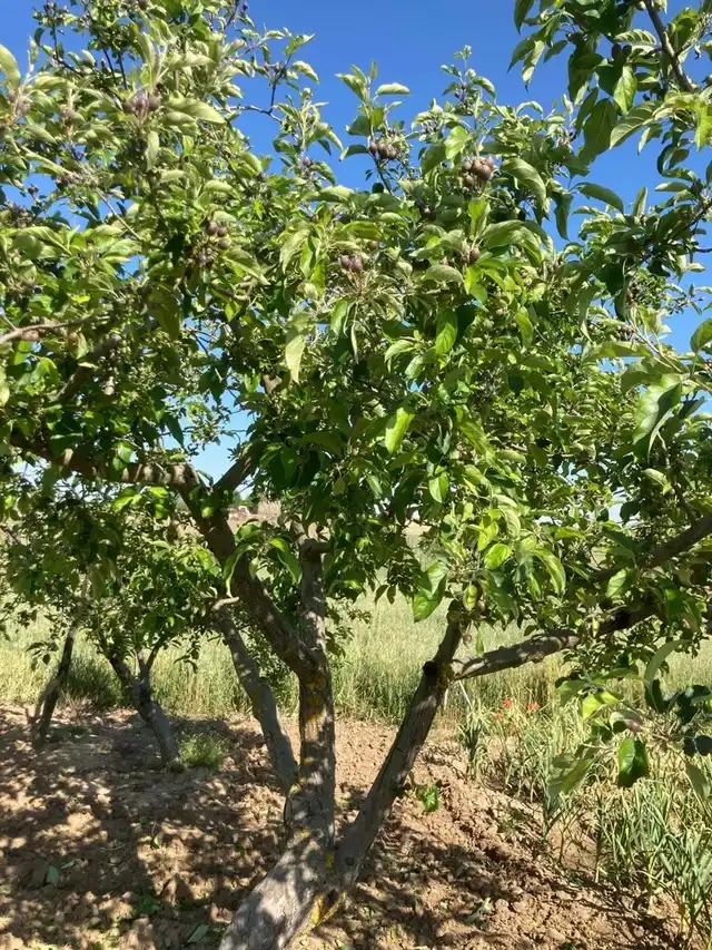 Grundstücke und Bauplätze zum Verkauf in Dos Torres, imagen 17