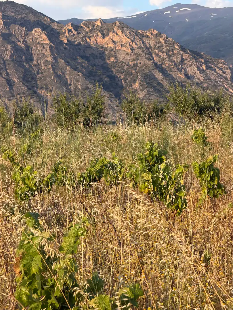 Terreni e lotti in vendita a Dúrcal, Spain MESETA. POLIGONO 10. PARCELA 210, imagen 11