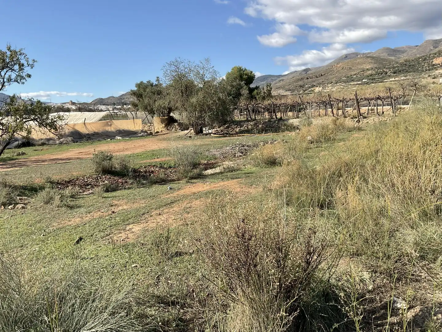 Land for sale in Padules