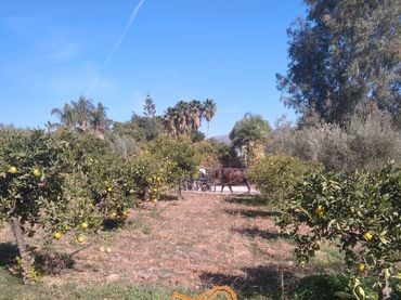 Terreno rustico in vendita a Campanillas