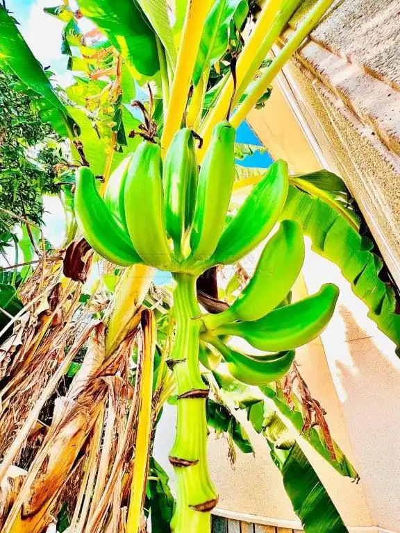 Casa amb jardí en venda a Palmeral V Bene, 22, imagen 52