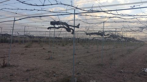 Foto 5 de Terreny en venda a Camino Monroy , Pedanías Norte, Utrera