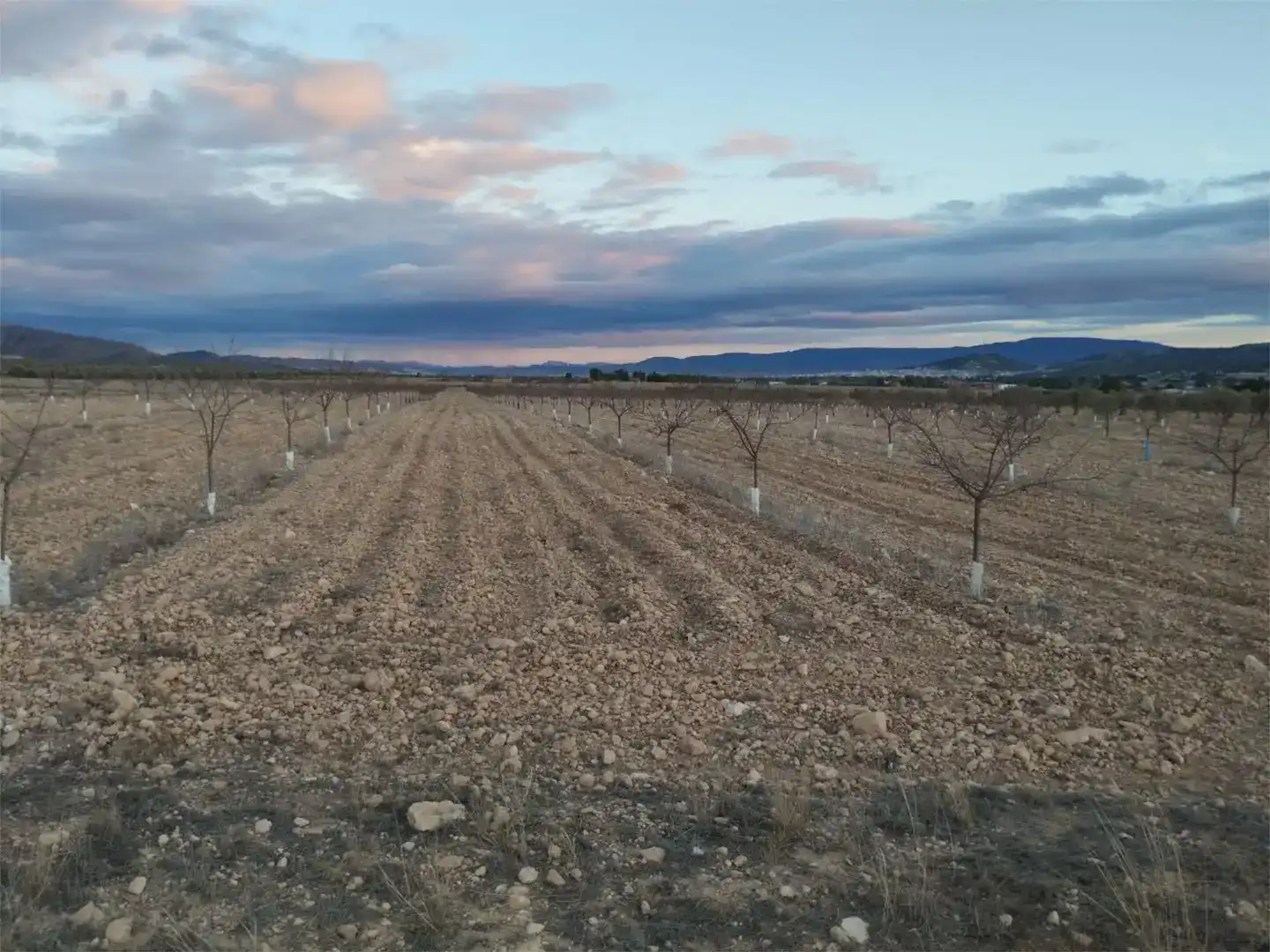 Terreno en venta en Montealegre del Castillo, Albacete