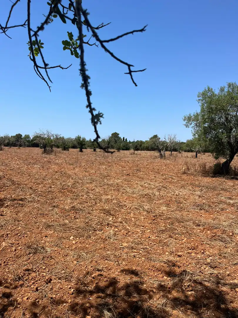 Rustikales Grundstück zum Verkauf in Llucmajor pueblo, imagen 6