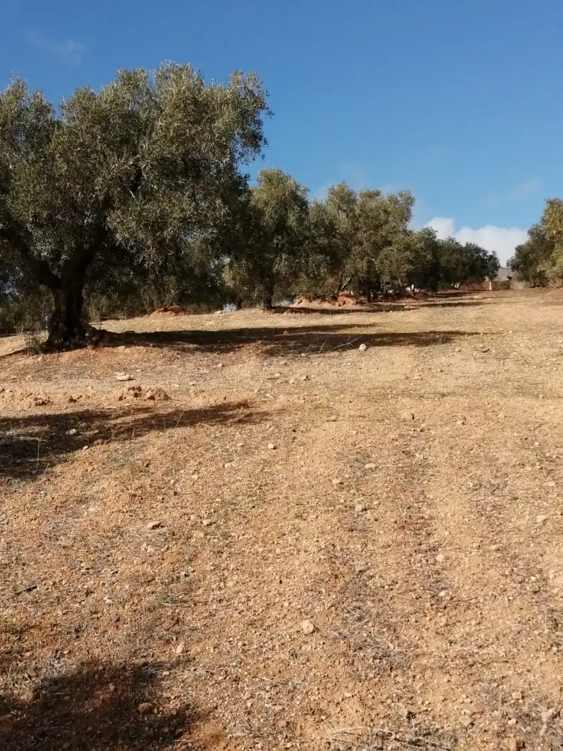 Terrains et parcelles à vendre à Campillos, imagen 12