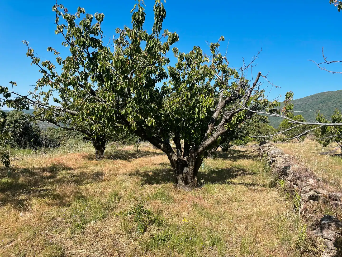Terreni e lotti in vendita a Garganta la Olla, imagen 13