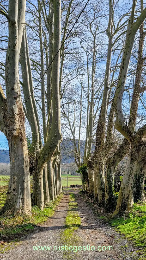 Finca rústica en venda a La Vall d'en Bas