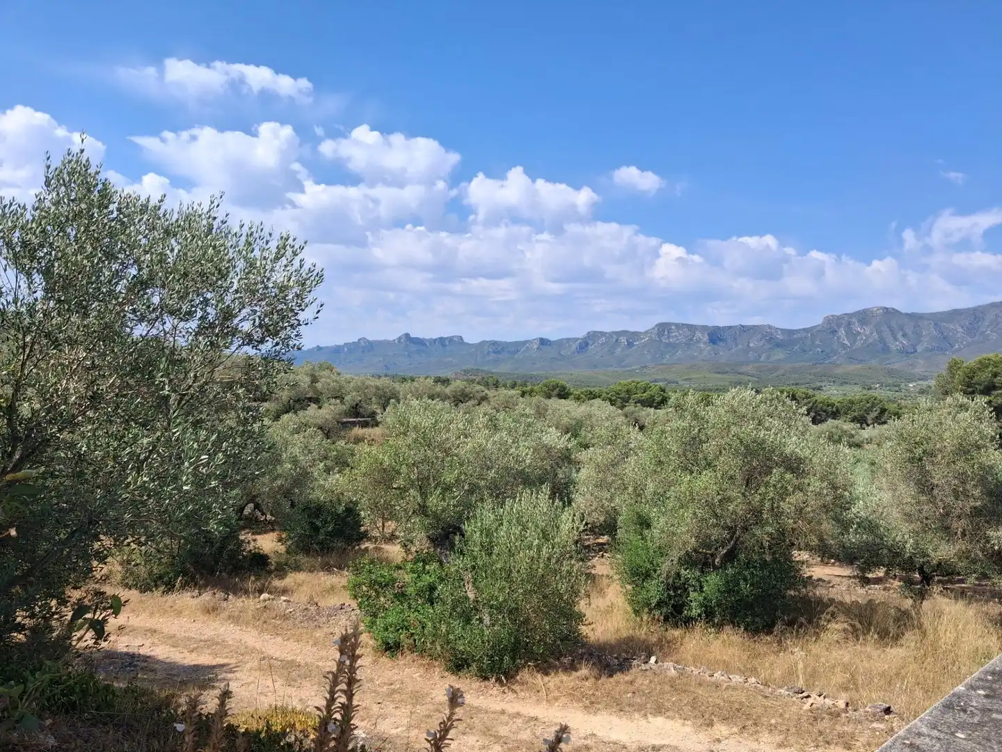 Finca rústica en venda en Tivissa amb Piscina comunitària