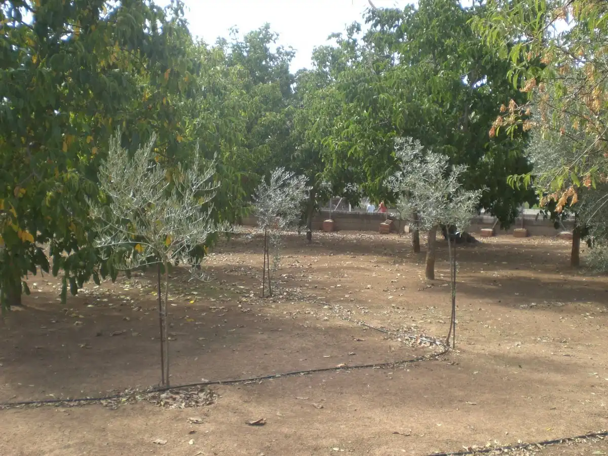 Villa con giardino in vendita a Belmez, imagen 4